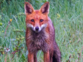 Red Fox